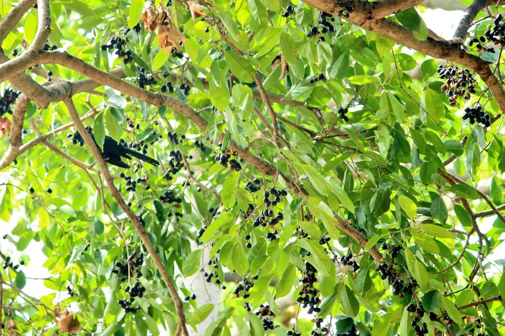 Black Jamun Local